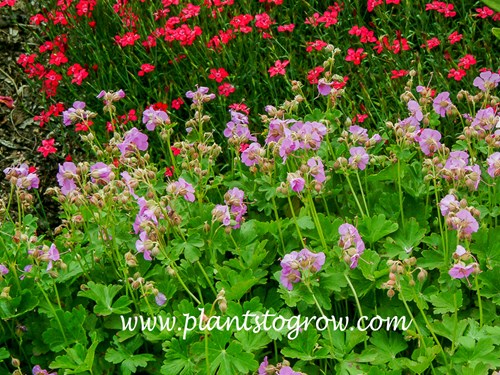Geranium Biokovo Karmina (Geranium  cantabrigiense)
(June 6)